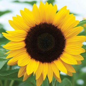 Meet your Posher, Ande